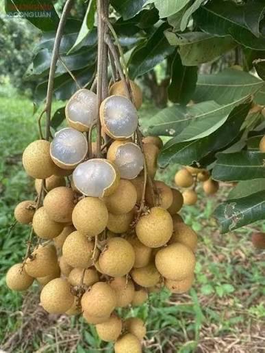 4 - Season Longan Plant Featured Image
