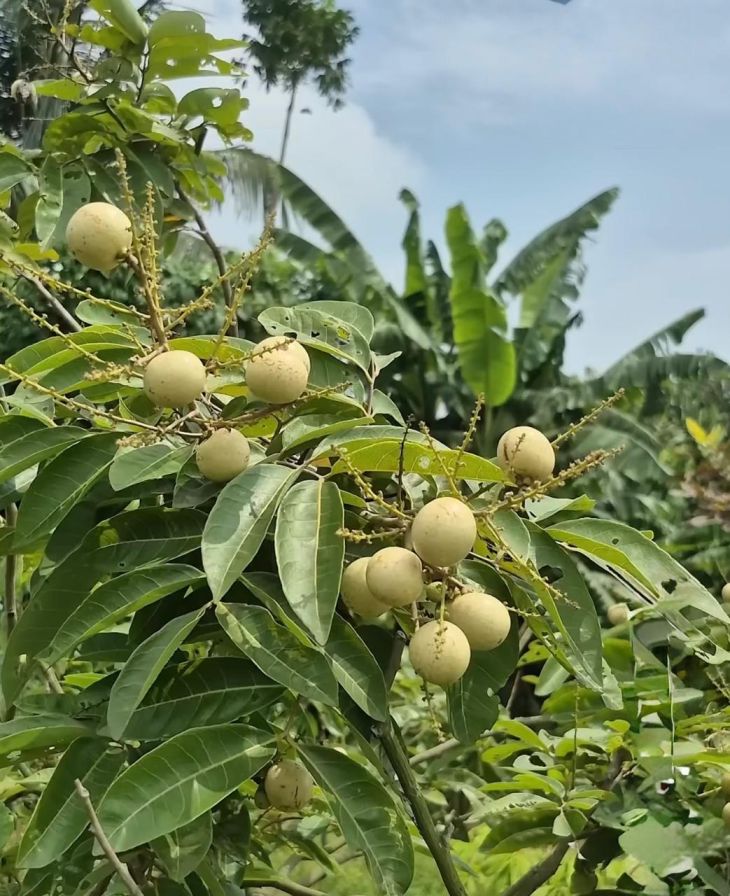 White Longan Plant Featured Image