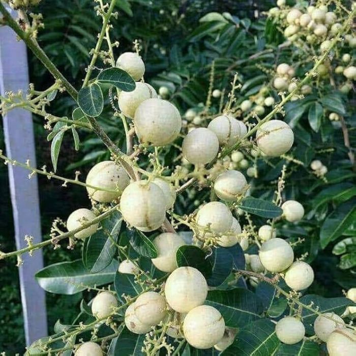 White Longan Plant Featured Image