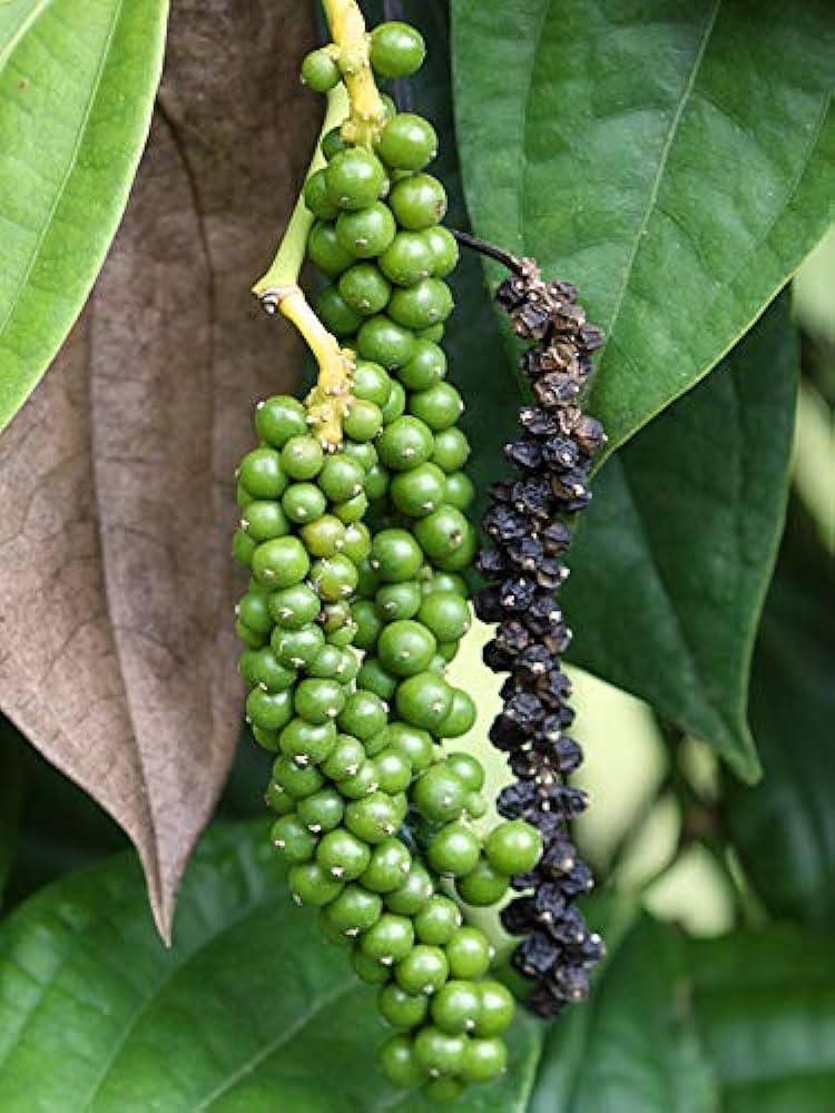 Black Paper  Plant Featured Image