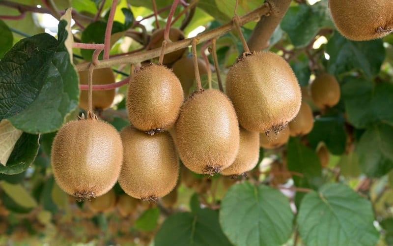 Kiwi Fruit Plant Featured Image