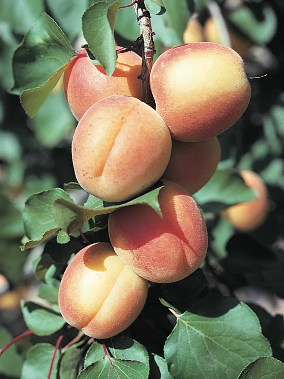 Apricot Fruit Plant Featured Image