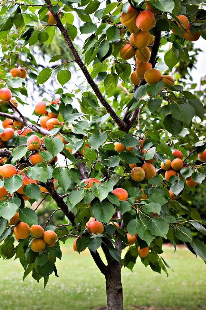 Apricot Fruit Plant Featured Image