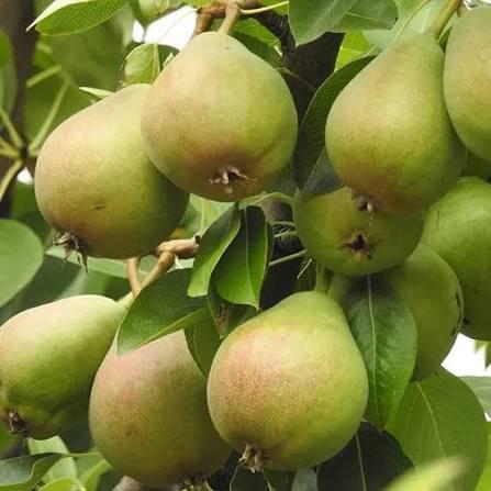 Babugossa Naspati (Pear) Plant Featured Image