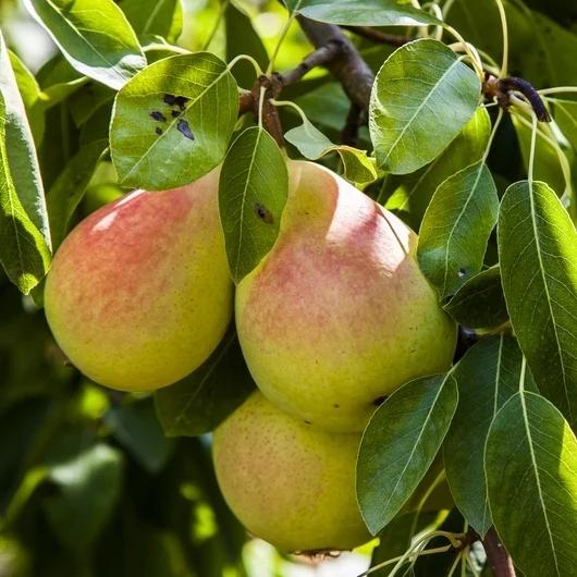 Babugossa Naspati (Pear) Plant Featured Image