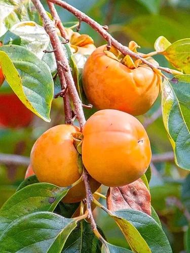 Parsimon Fruit Plant Featured Image