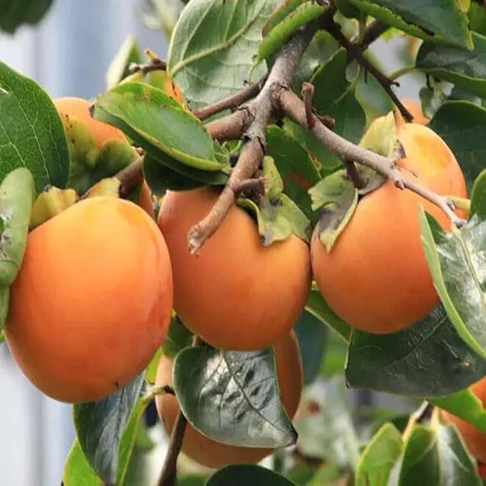 Parsimon Fruit Plant Featured Image