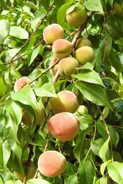 Peach Plant (Aadu) Featured Image