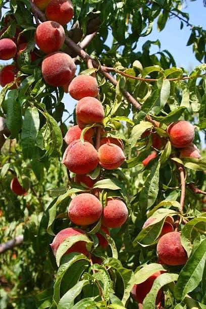 Peach Plant (Aadu) Featured Image