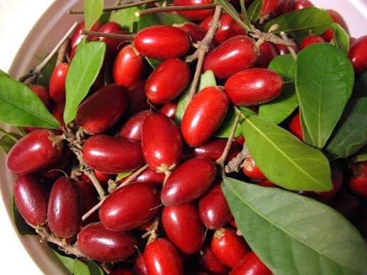 Miracle Fruit Plant Featured Image