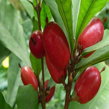 Miracle Fruit Plant Featured Image