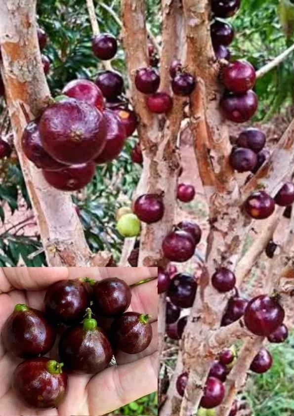 Jabotika Fruit Plant Featured Image