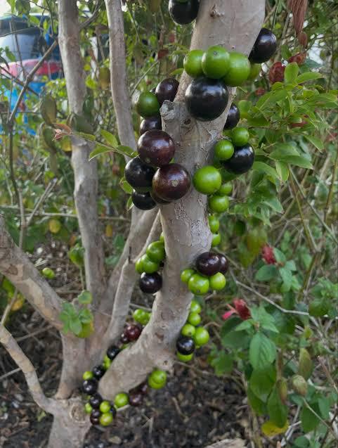 Jabotika Fruit Plant Featured Image