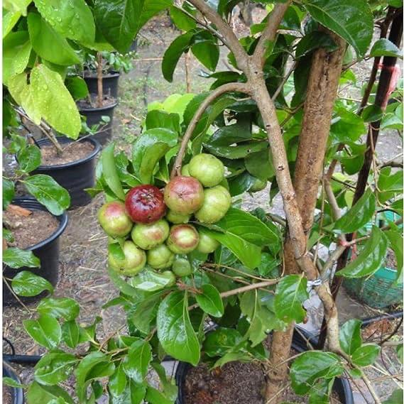 Malina Cherry (Tanisball) Plant Featured Image