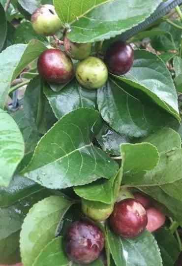Malina Cherry (Tanisball) Plant Featured Image