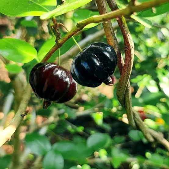 Black Surinam Cherry Featured Image