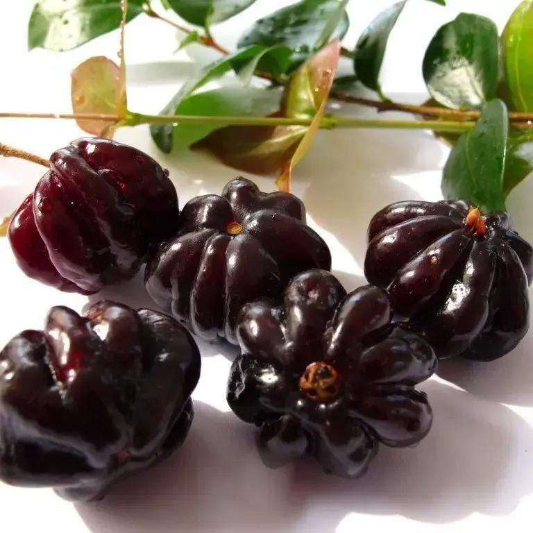 Black Surinam Cherry Featured Image