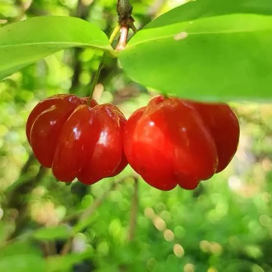 Red Surinam Cherry Featured Image