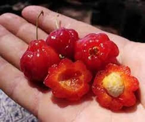Red Surinam Cherry Featured Image