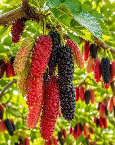 Mulbarry Plant Featured Image