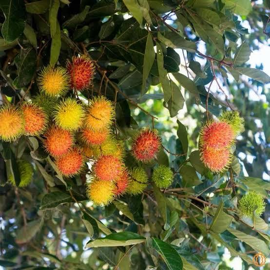 Rambutan Plant Featured Image