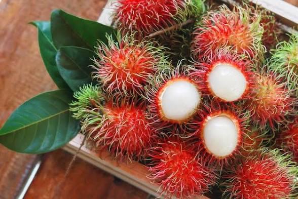 Rambutan Plant Featured Image