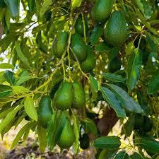 Avocado Plant Featured Image