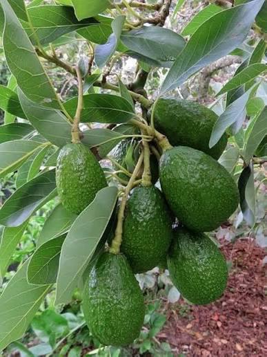 Avocado Plant Featured Image