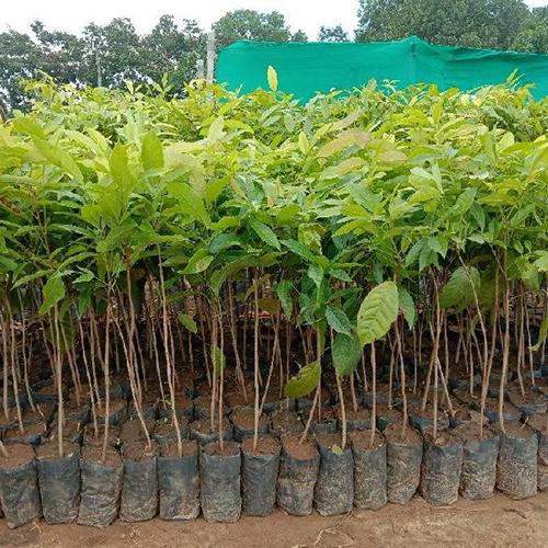 African Mahogany Plant Featured Image
