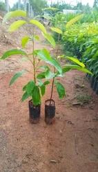 African Mahogany Plant Featured Image