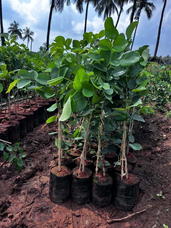 Red Sandalwood Plant Featured Image
