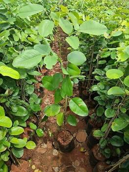 Red Sandalwood Plant Featured Image