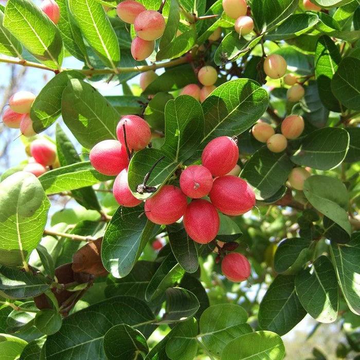Sweet Karonda Plant Featured Image