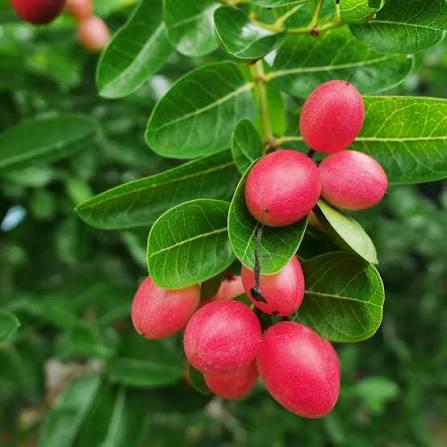 Sweet Karonda Plant Featured Image