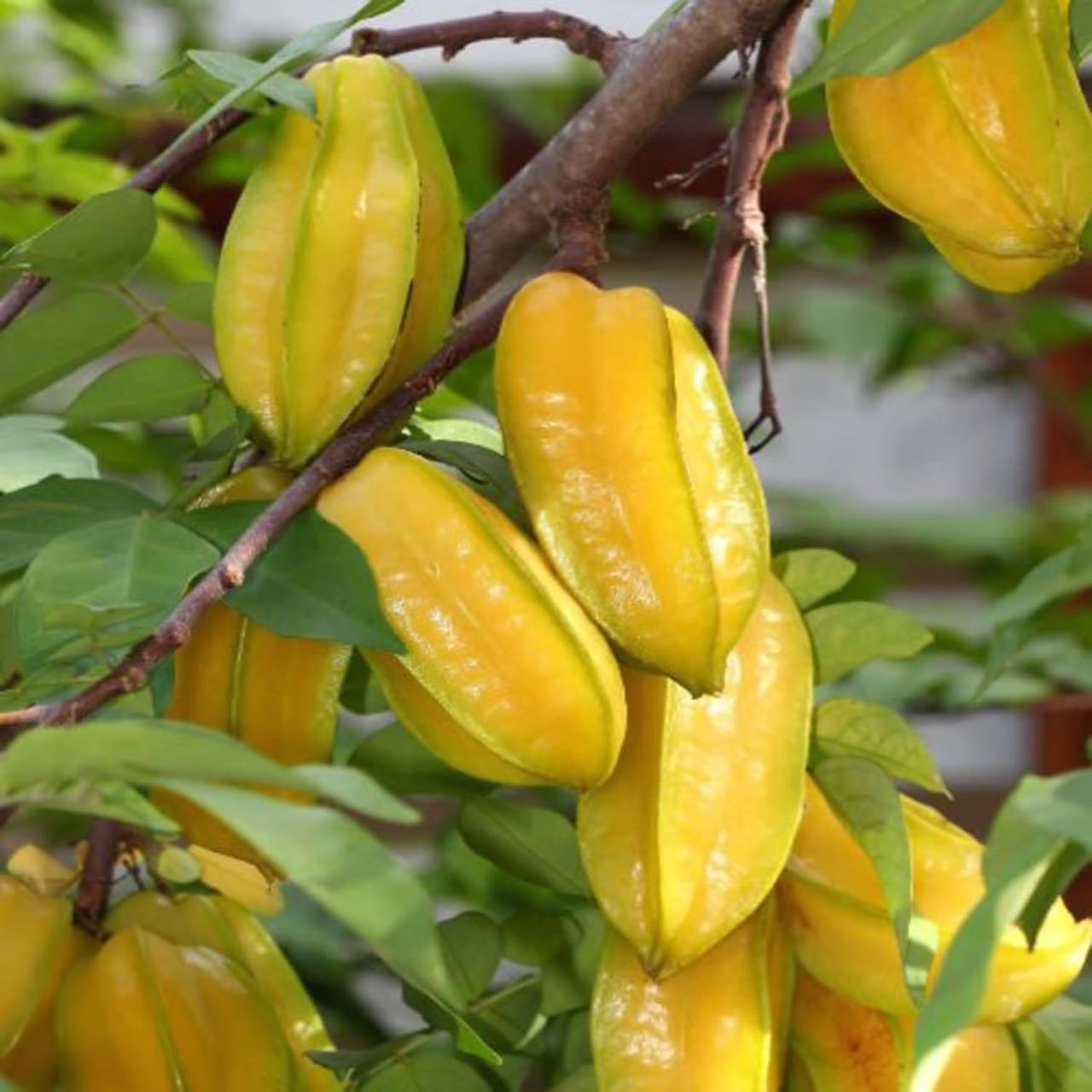 Sweet Star Fruit Plant Featured Image