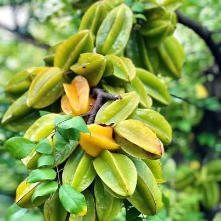 Sweet Star Fruit Plant Featured Image