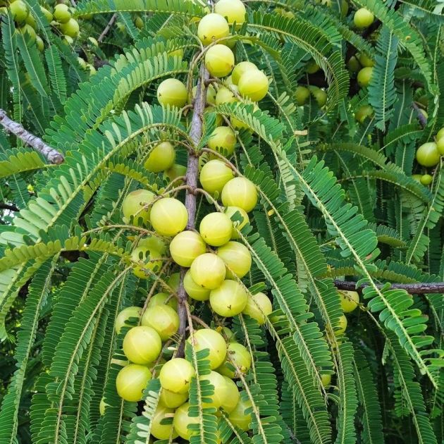 Grafted Amla Plant (Green & Red) Featured Image
