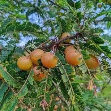 Grafted Amla Plant (Green & Red) Featured Image