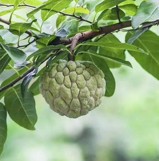 Golden Custard Apple Plant Featured Image