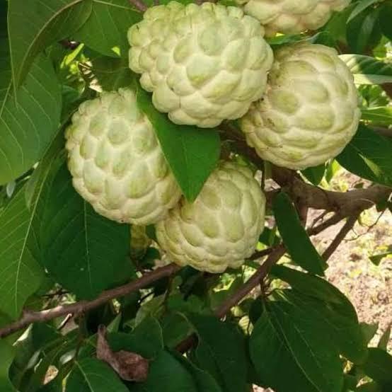 Golden Custard Apple Plant Featured Image