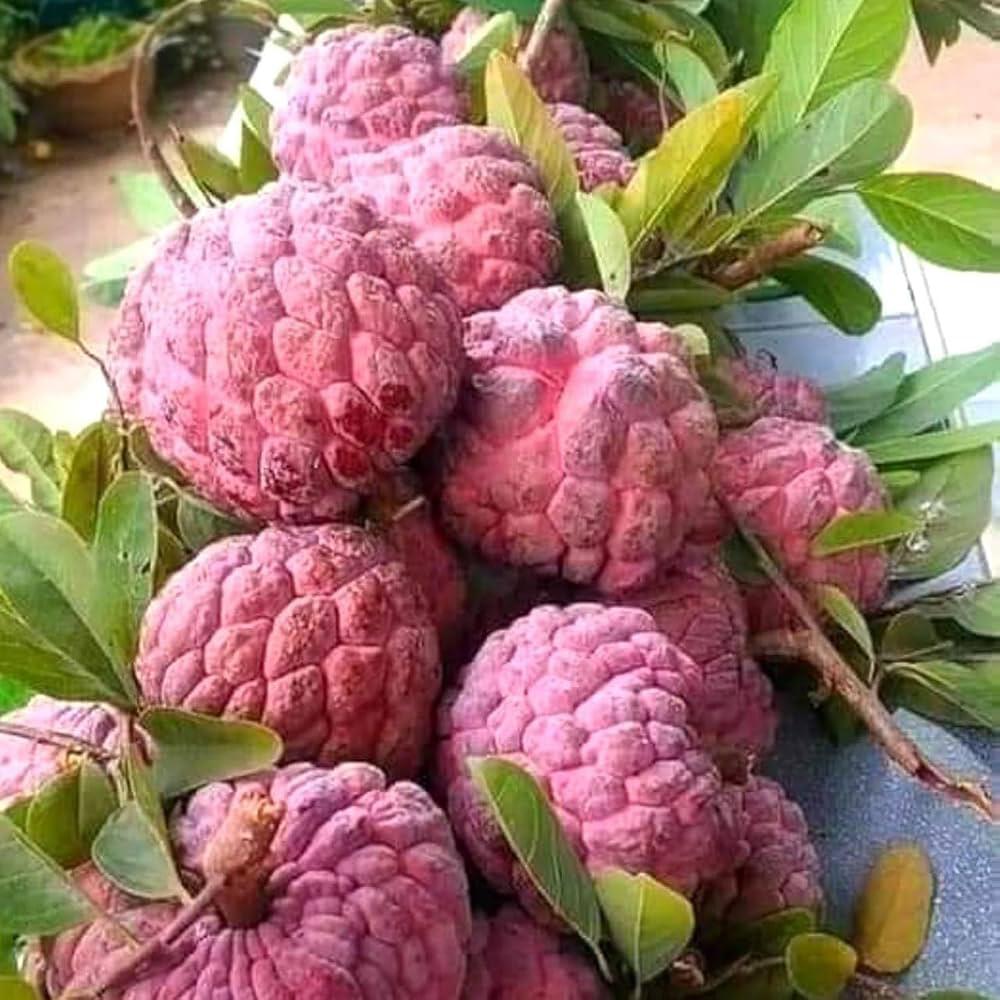 Red Custard Apple Plant Featured Image
