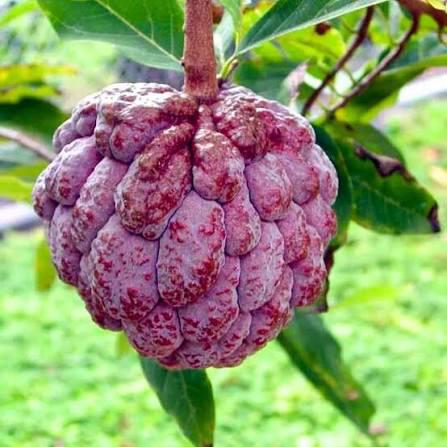 Red Custard Apple Plant Featured Image