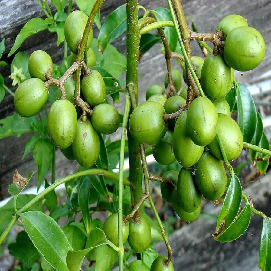 Thai All Season Amra Plant Featured Image