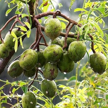 Thai All Season Amra Plant Featured Image