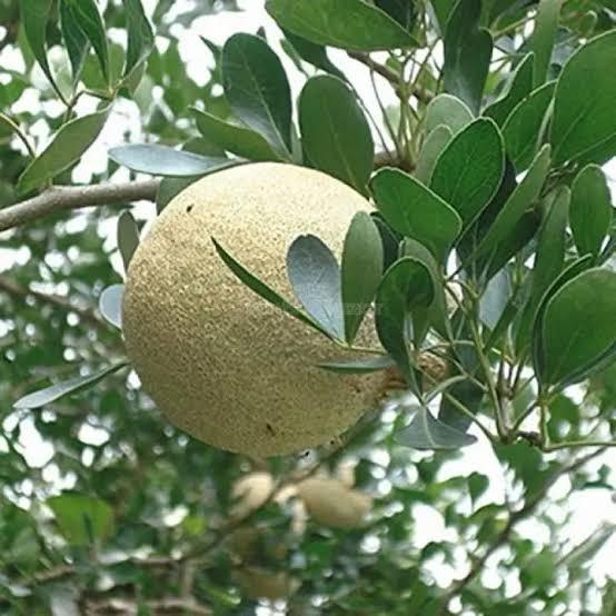 Thai Wood Apple Plant Featured Image
