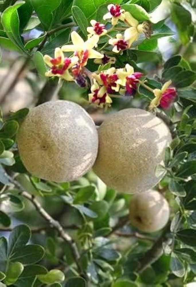 Thai Wood Apple Plant Featured Image
