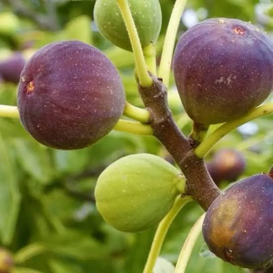 Anjeer Fruit Plant Featured Image
