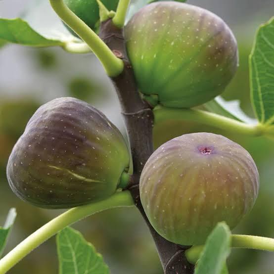 Anjeer Fruit Plant Featured Image