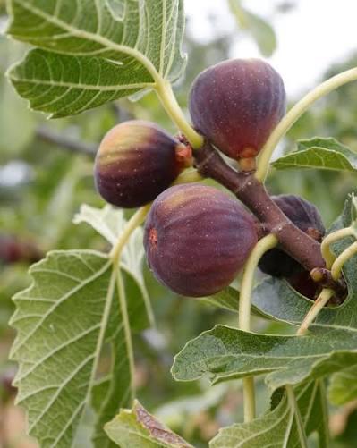 Anjeer Fruit Plant Featured Image