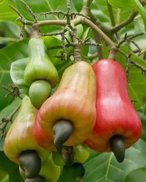 Kaju Badam Plant Featured Image